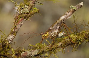 The lichen look