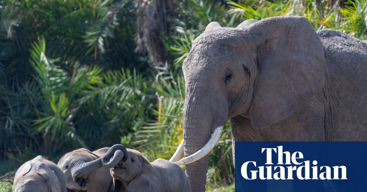 Fifteen elephant deaths at Kenya park may be due to cyanide poisoning
