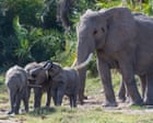 Cyanide catastrophe: 15 elephants perish in Kenya, pesticide poisoning suspected