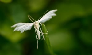 The white plume moth has the appearance of a tiny angel.