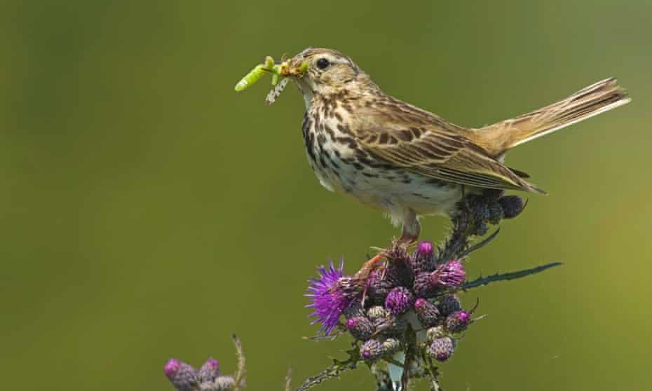 Meadow pipit (Anthus pratensis) have disappeared from sites in south england.