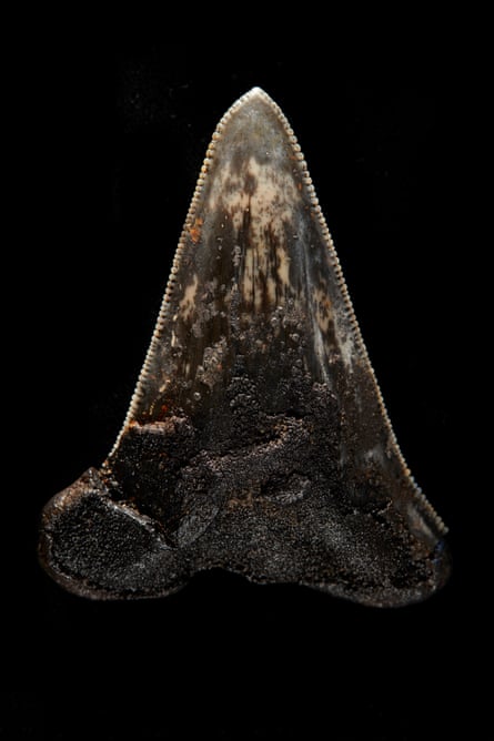 A tooth from a white shark against a black background