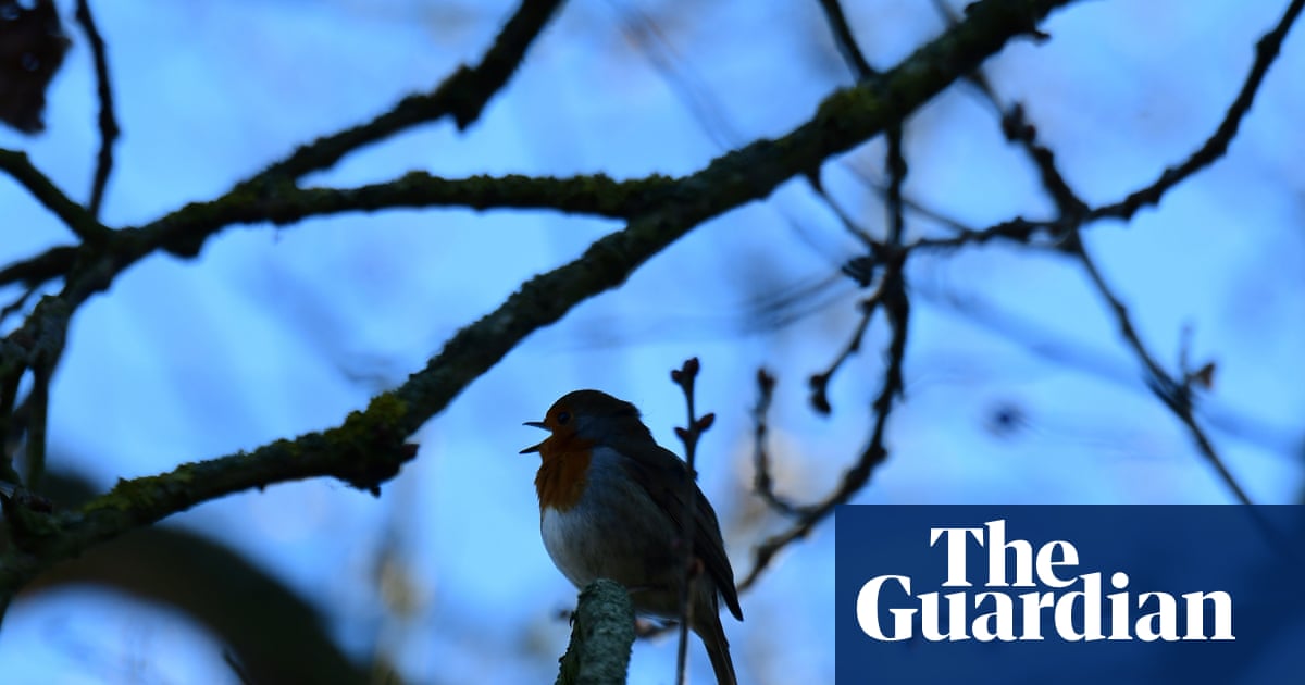 Country diary: A bum note amid the dawn chorus | Mark Cocker