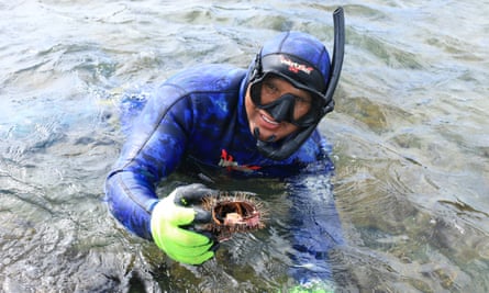 Aquatic safety instructor Clayton Wikaira pulls a kina from the sea on the Whangaparaoa Peninsula in Auckland