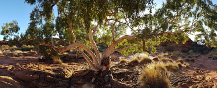 A ghost gum tree