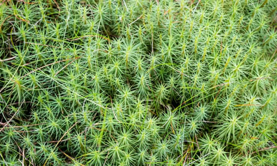 Common haircap on moorland at Kinder Scout, Derbyshire.