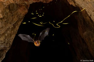 Bats capture bioluminescent fireflies mid-flight