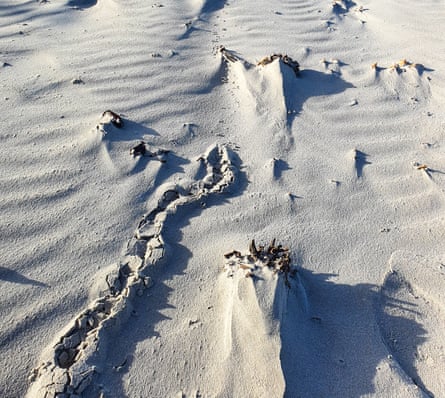 San tracks left by the De Winton golden mole