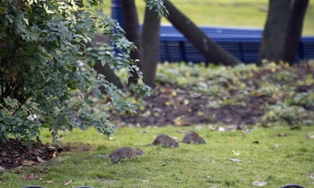 Rats scurry across the lawn in the Saint Jacques Tower park in the centre of Paris