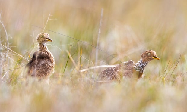 Plains wanderers in Oolambeyan national park wear solar backpacks that allow the endangered birds to be tracked by satellite.