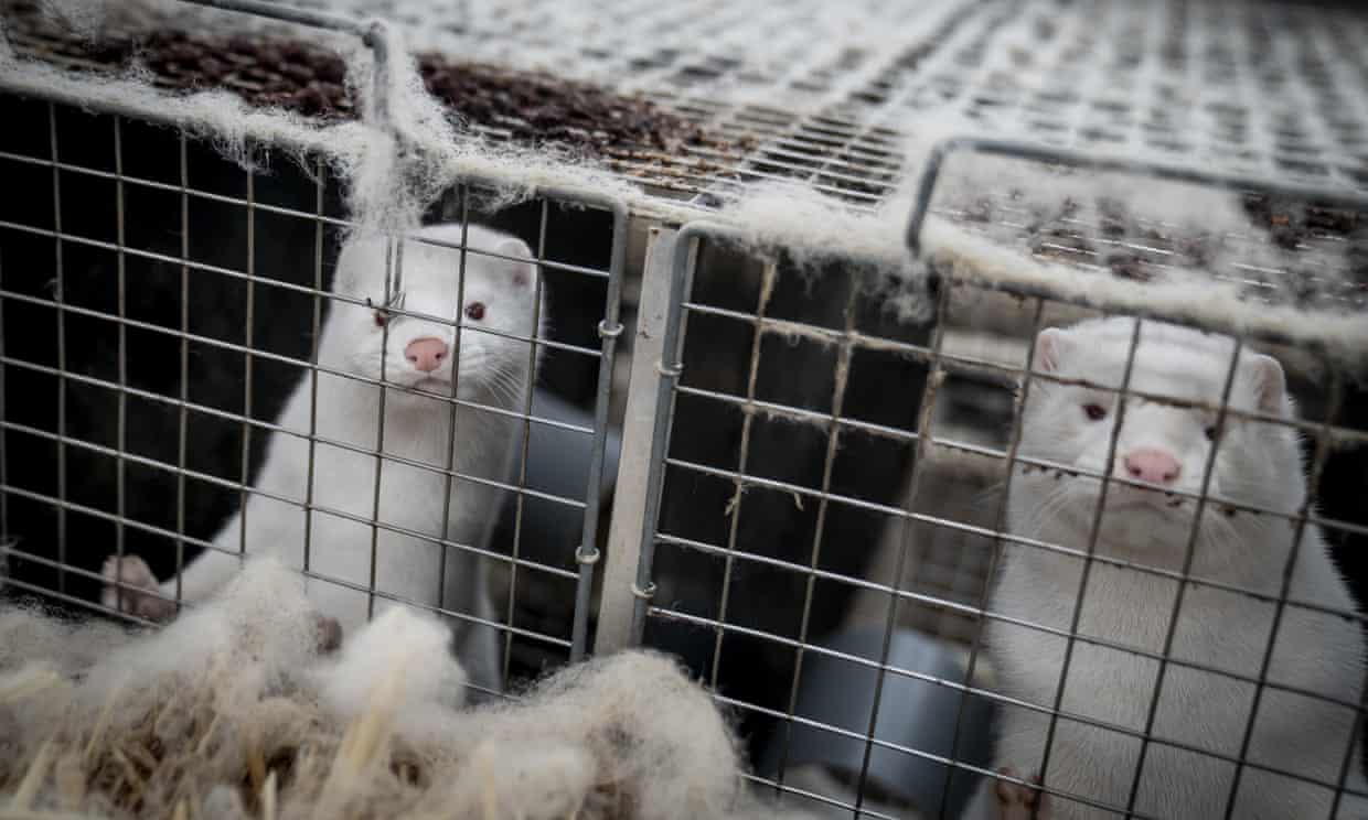 ‘Do not approach’: up to 8,000 minks escape from farm in Pennsylvania (theguardian.com)
