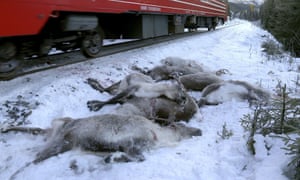 A train passes by dead reindeer near Mosjoen, northern Norway