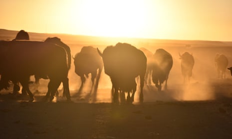 Bison, also known as buffalo, walk in a herd inside a corral at Badlands national park in South Dakota. The wild animals were corralled for transfer to Native American tribes, part of an effort by Indigenous groups working with federal officials to expand the number of bison on reservations.