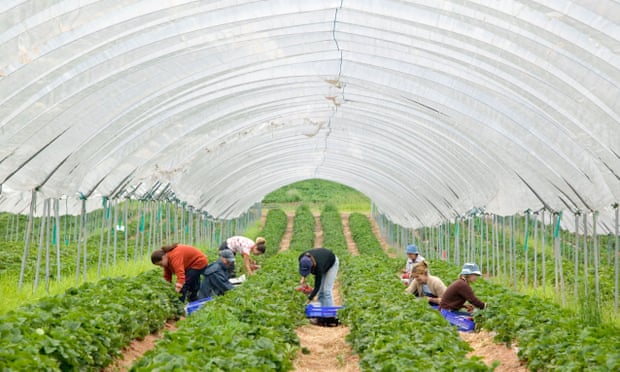 EU workers picking fruit on a British farm.