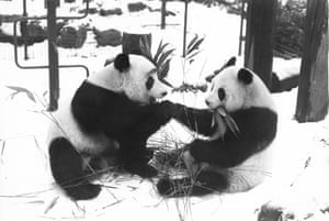 Giant panda Chia Chia (right) is reunited with Ching Ching at London Zoo after her unsuccessful nine-month mating trip to Washington, December 1981