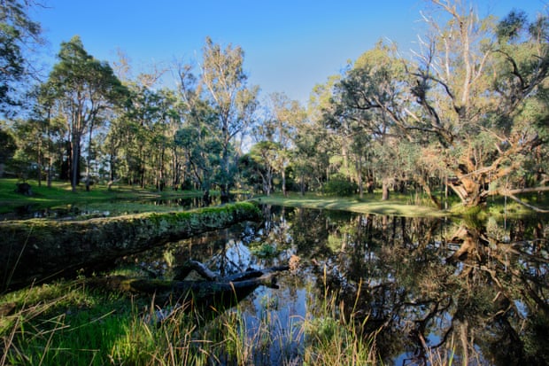 Scenery in the Gelorup environmental corridor, home to critically endangered western ringtail possums, black cockatoos and tiny black-stripe minnow fish