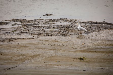 a seagull on the river bank