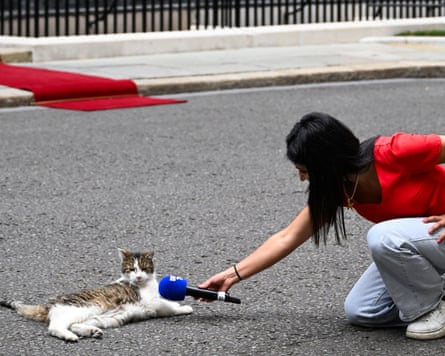 Journalist kneels down and holds a microphone to a reclining cat