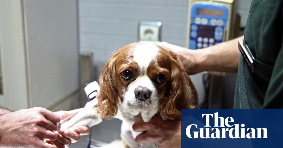 Reforms must be fair to vets and pet owners | Letters
