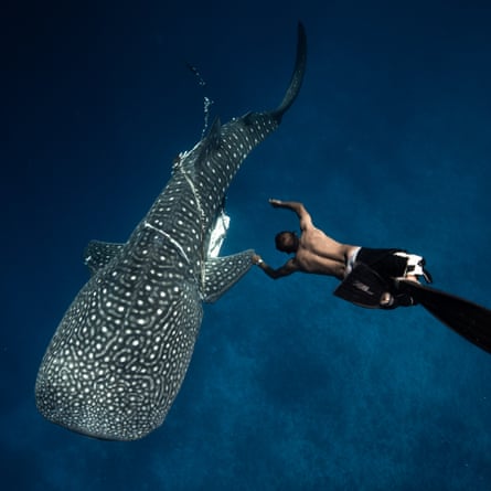 Lonu Ahmed frees a whale shark that has become tightly entrapped by a length of plastic waste