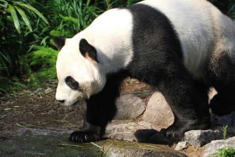 Da Mao, one of two giant pandas being sent back from Canada to China, in an undated photograph provided by Calgary zoo