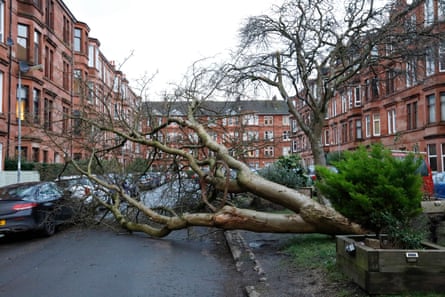 A fallen tree drapes across a residential street.
