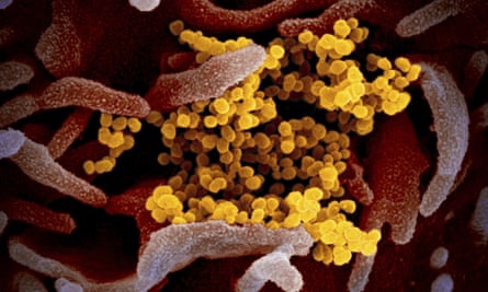 Coronavirus emerging from its cells.