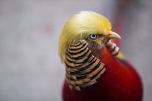 A golden pheasant at Hangzhou safari park, Zhejiang China. According to local media, the pheasant is gaining attention because its golden feathers resemble Donald Trump’s hairstyle