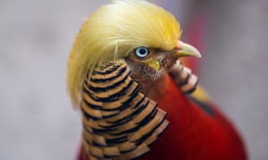 The funniest and most unusual animal photos of 2016 | Environment | The Guardian The funniest and most unusual animal photos of 2016 | Environment | The Guardian