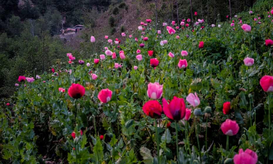 Poppies in the municipality of Acatepec – the biggest opium producer in Guerrero’s La Montaña region.
