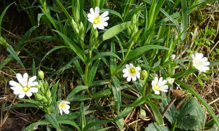 A photo of greater stitchwort on Salters Lane, Colyford taken on 28 February.