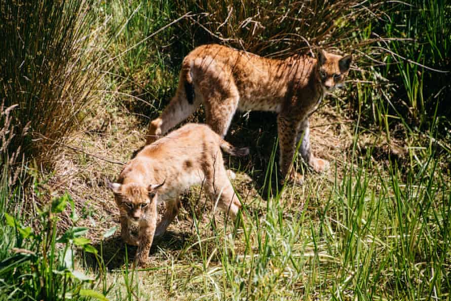 Two lynx on the farm