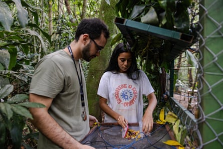 A man and a woman prepare fruit in an enclosure in the forest.