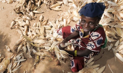 A schoolgirl peels corn harvested by her family