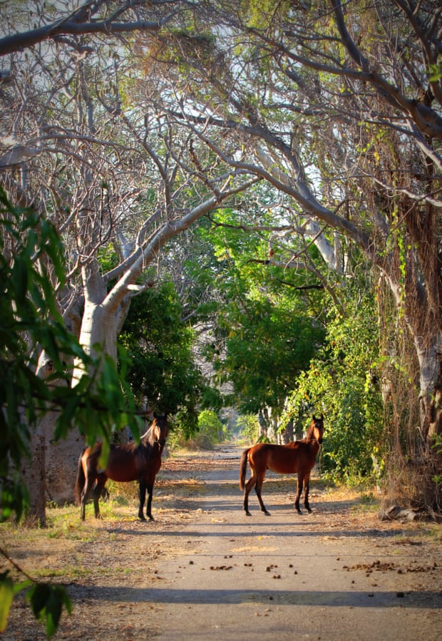 Horses at Oombulgurri