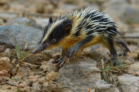 A lowland streaked tenrec, a small rodent-looking thing with black, white and yellow fur with white spikes. 
