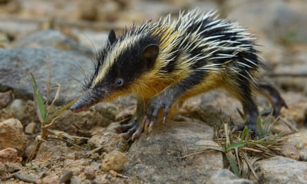 Lowland mottled tenrek.  Tenrecs are a diverse and unique group of mammals found only in Madagascar.