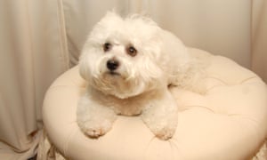 Barbra Streisand's dog Samantha