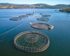 Tasmanian salmon farming expansion on hold as state Liberals order review ahead of parliament showdown