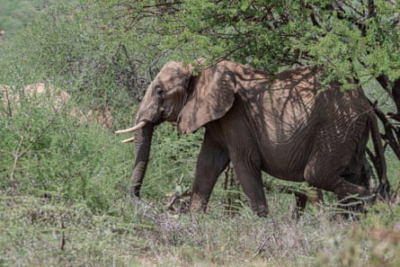 An elephant in Oldonyiro area