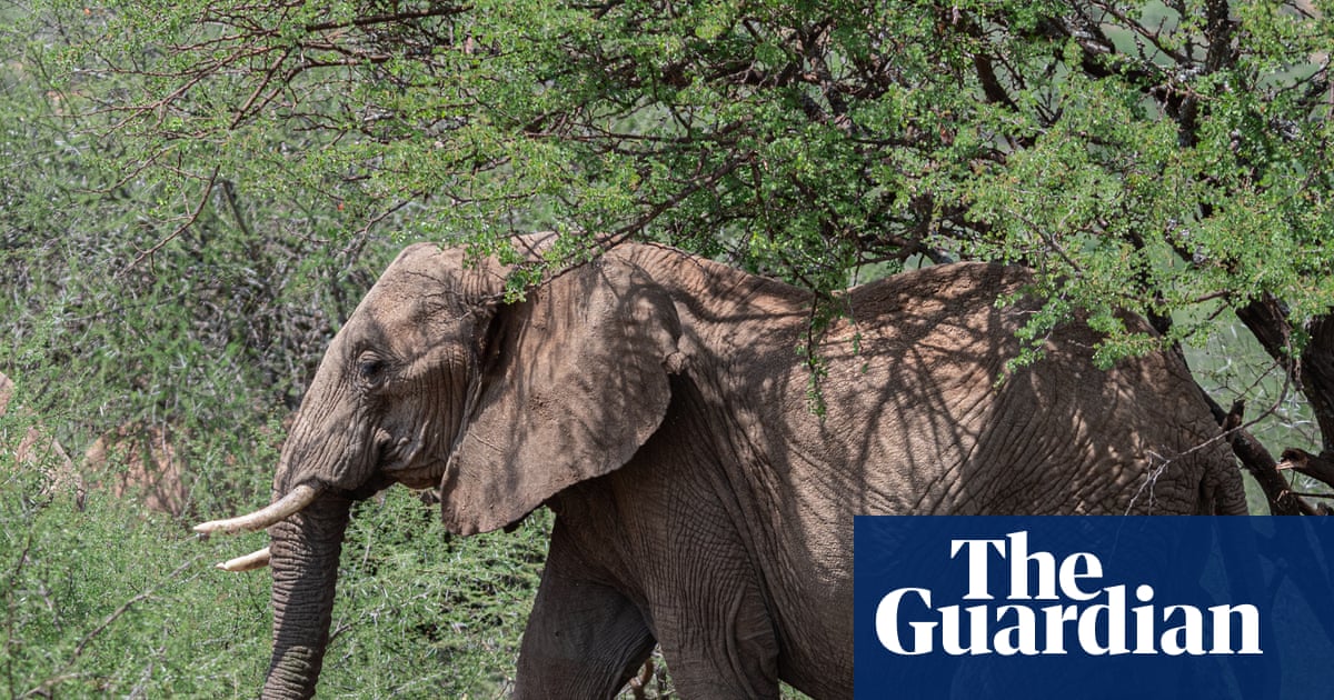Kenya’s growing towns are leaving elephants with nowhere to go