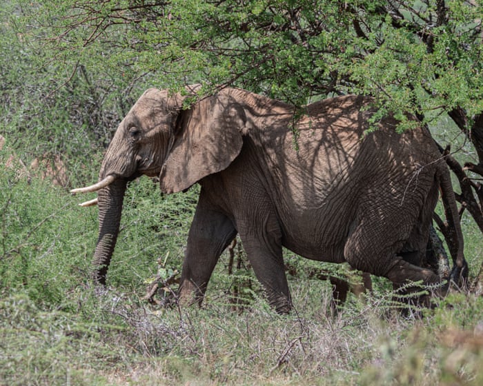 Kenya’s growing towns are leaving elephants with nowhere to go