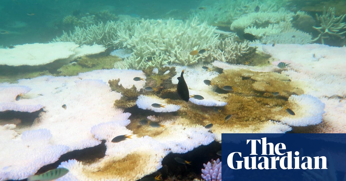 Call for Australia to show Unesco it's 'walking the walk' on Great Barrier Reef - The Guardian