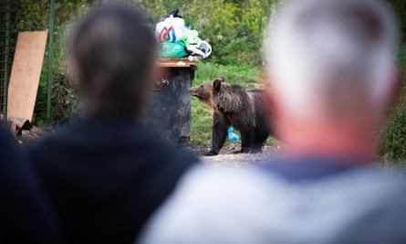 Locals gather to watch scavenging bears