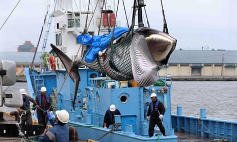 Workers unload a captured minke whale at a port in Kushiro