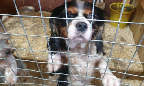 A caged puppy in County Tyrone, Northern Ireland
