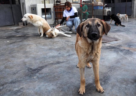 Ashti Kakaye, in background, supervisor of an animal shelter, at a volunteer animal facility in Erbil.