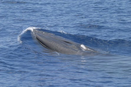 A whale in the ocean surfaces.