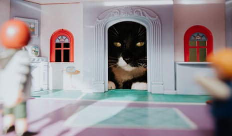 It saved my couch': 10 must-have items cat owners swear by to pet-proof their home | Life and style | The Guardian It saved my couch': 10 must-have items cat owners swear by to pet-proof their home | Life and style | The Guardian