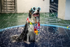 Hong Kong: a dog wearing a hat, a pair of sunglass and a lei standing in a fountain of water at the SongKran Festival